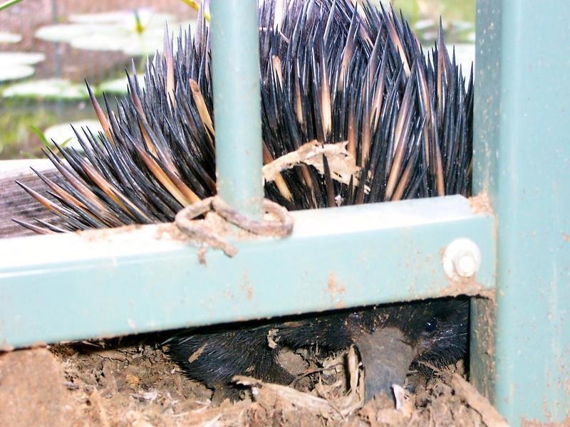 Whispering Palms Estate ‘, 32 Martinelli Avenue, Banora Point NSW 2486