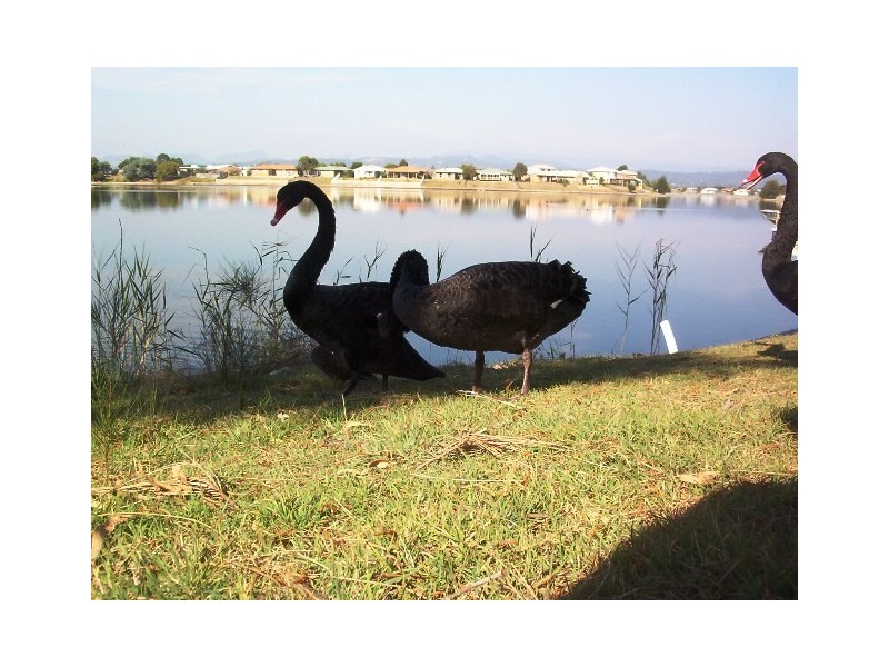 56 Honeyeater Drive, Burleigh Waters QLD 4220