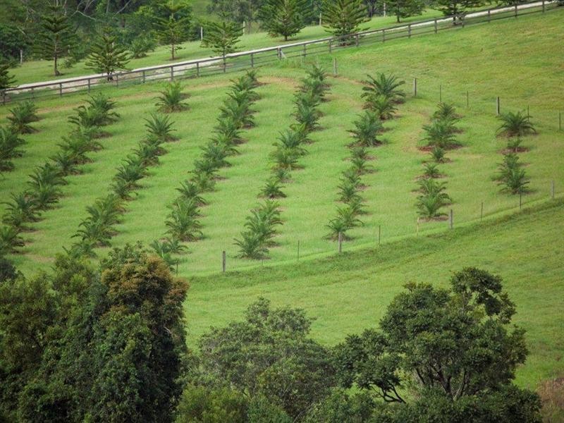 3104 Nerang-Murwillumbah Road, Natural Bridge QLD 4211