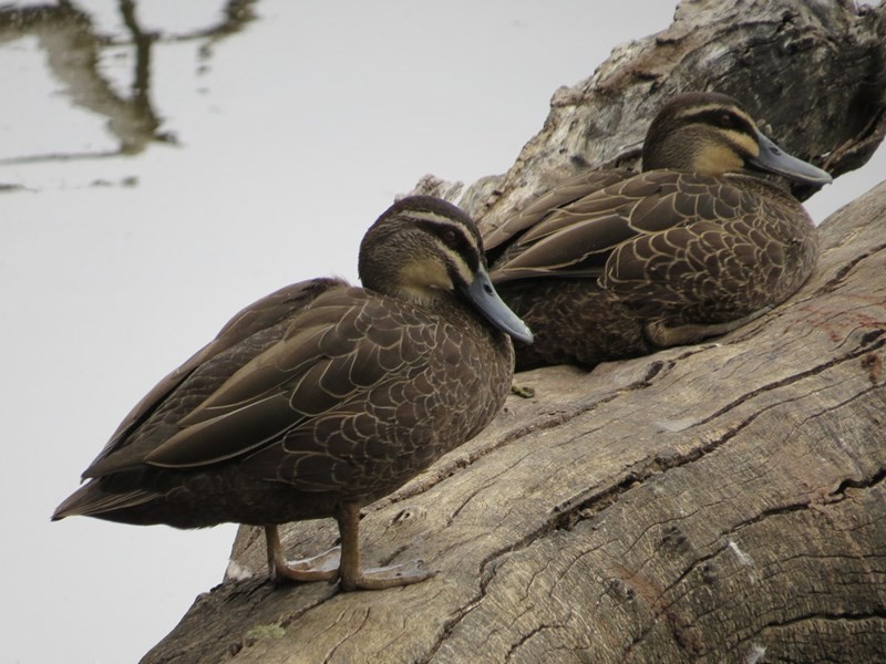 23 Bernley Drive, Viveash WA 6056