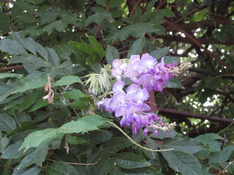 33 Weston Drive, Swan View WA 6056