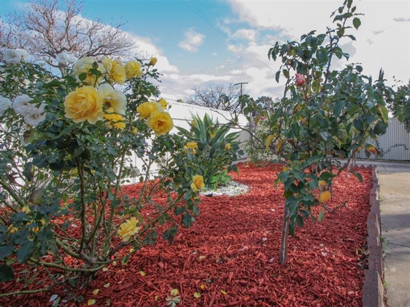 34 Morgan Avenue, Daw Park SA 5041