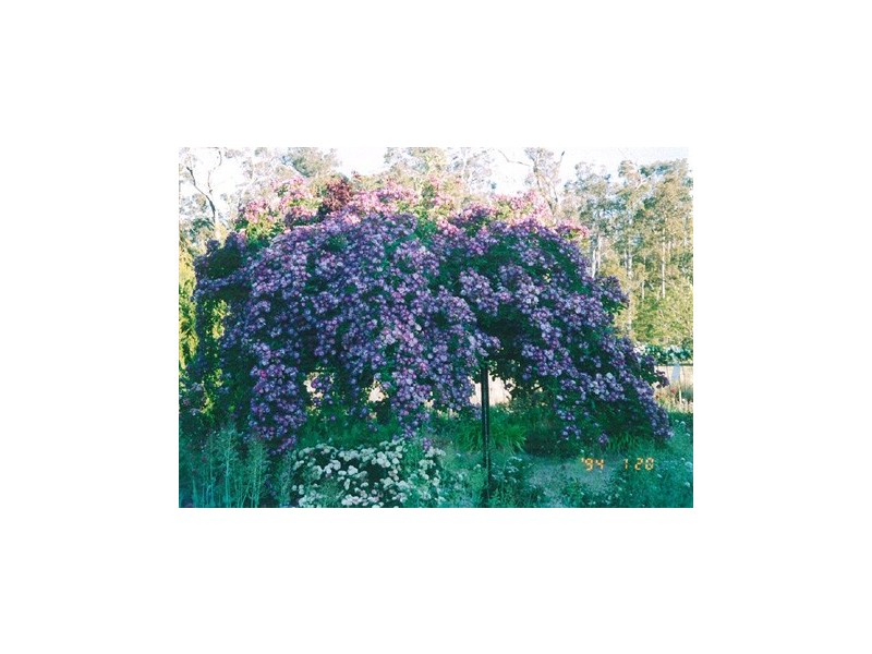 51 Needes Road, Donnybrook WA 6239