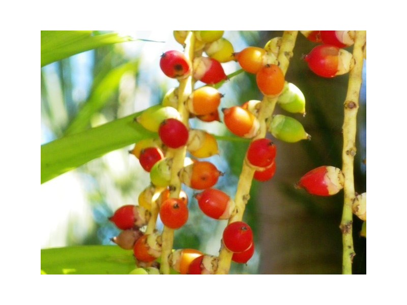 14 Admiralty Street, South Mission QLD 4852