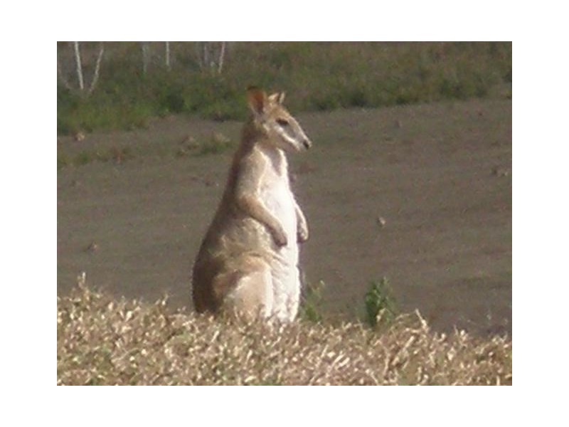 490 East Feluga Road, East Feluga QLD 4854