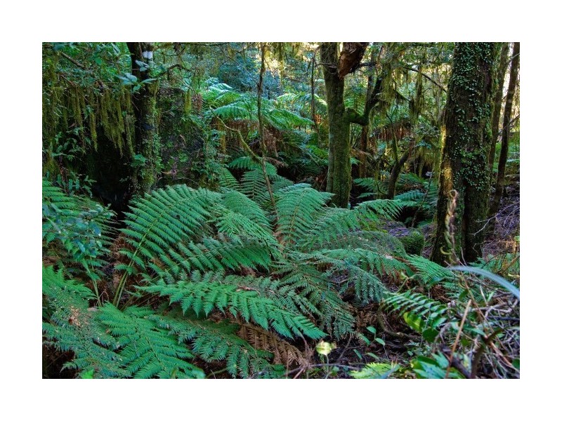 1 Cutten Street, Mission Beach QLD 4852