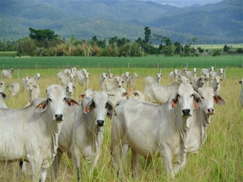 176 Tully/Mission Beach Road, Mission Beach QLD 4852