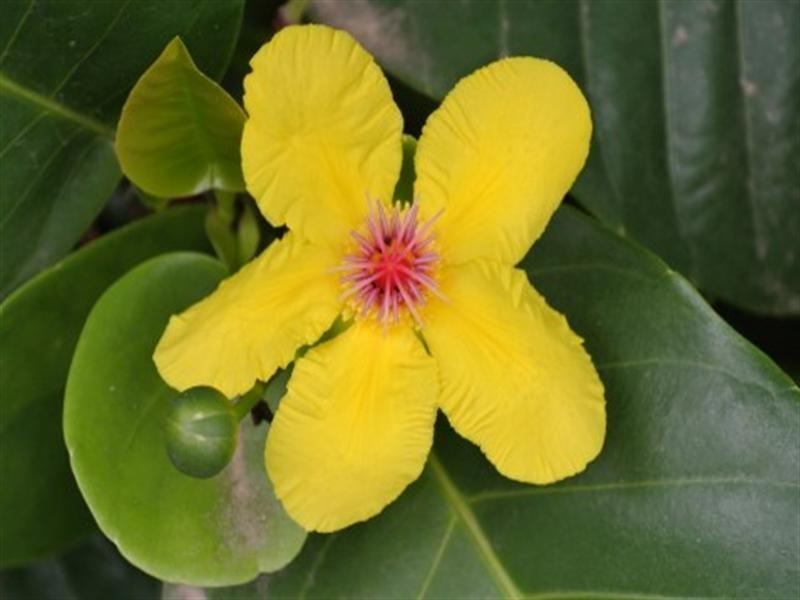 176 Tully/Mission Beach Road, Mission Beach QLD 4852