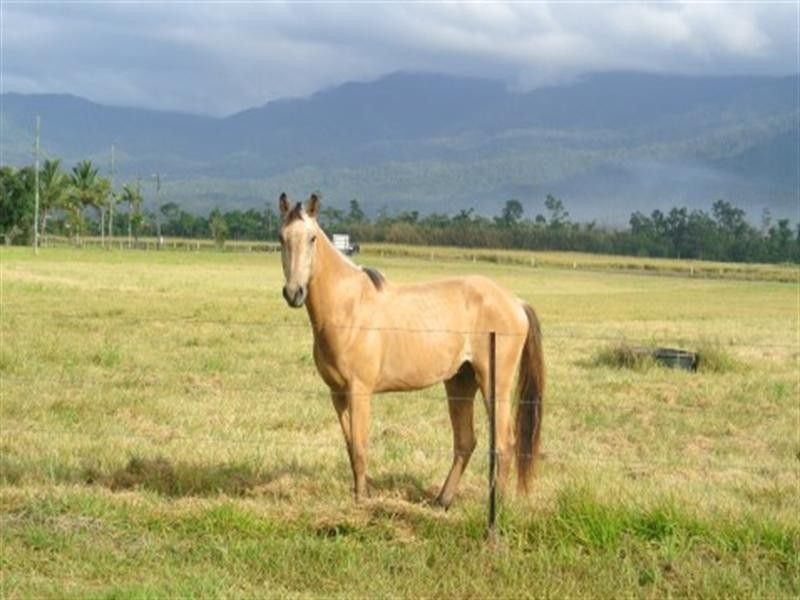 176 Tully/Mission Beach Road, Mission Beach QLD 4852