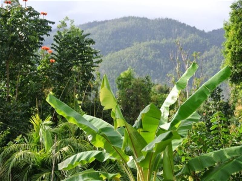 176 Tully/Mission Beach Road, Mission Beach QLD 4852