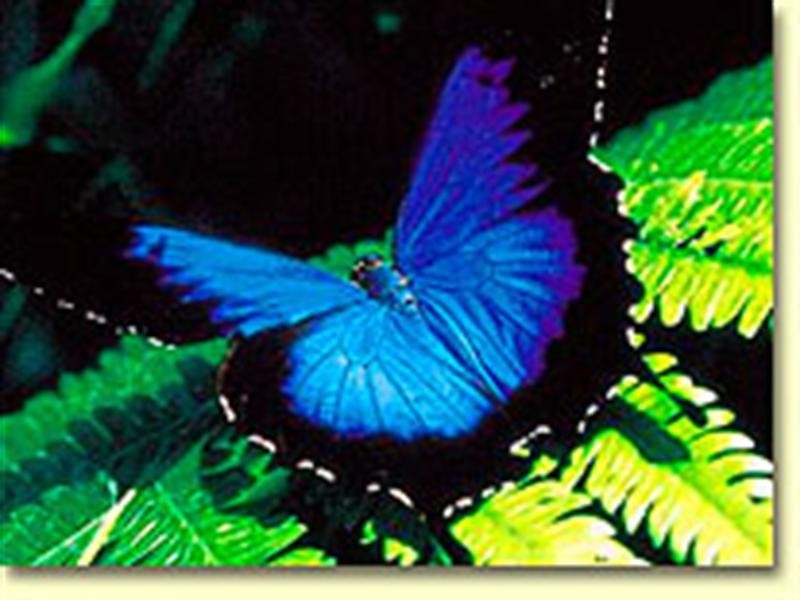 2/60 Porter Promenade, Mission Beach QLD 4852