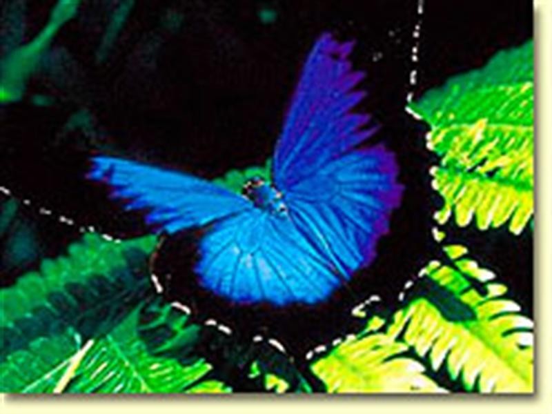 3 Conch Street, Mission Beach QLD 4852