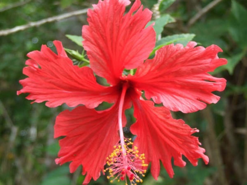 Mission Beach QLD 4852