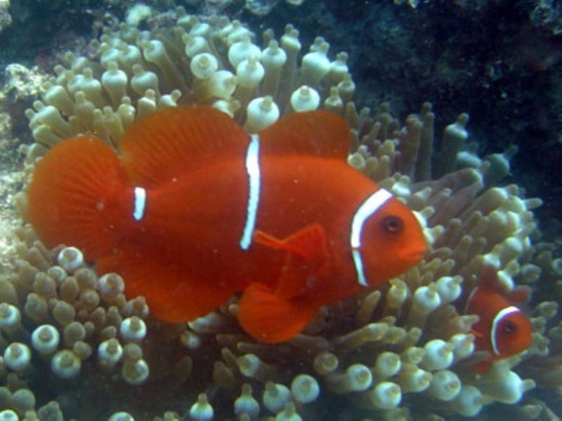 Mission Beach QLD 4852