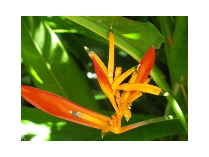 4 James Road, Mission Beach QLD 4852