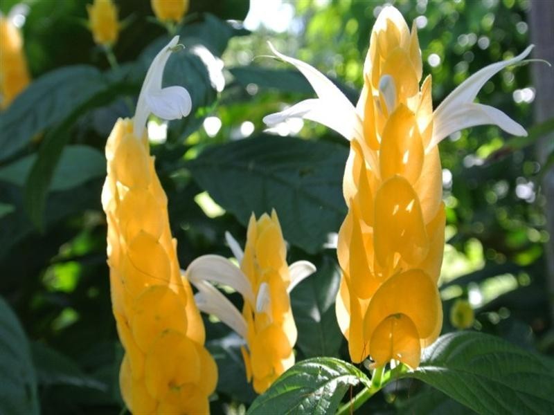 32 Bingil Bay Road, Bingil Bay QLD 4852