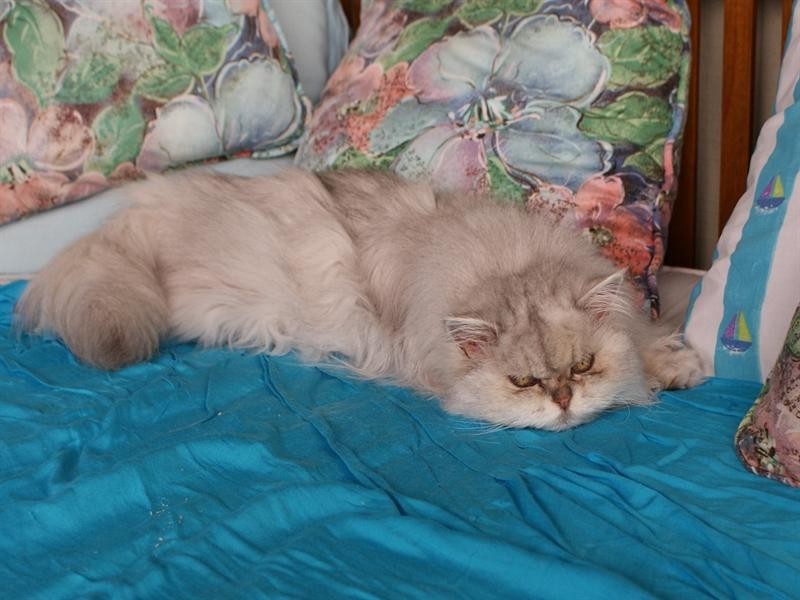 49 Cutten Street, Bingil Bay QLD 4852