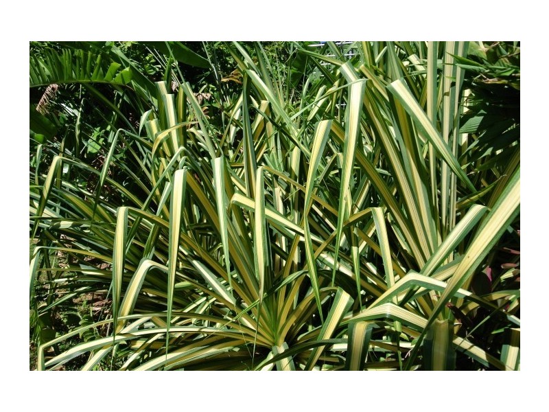 19 James Road, Mission Beach QLD 4852