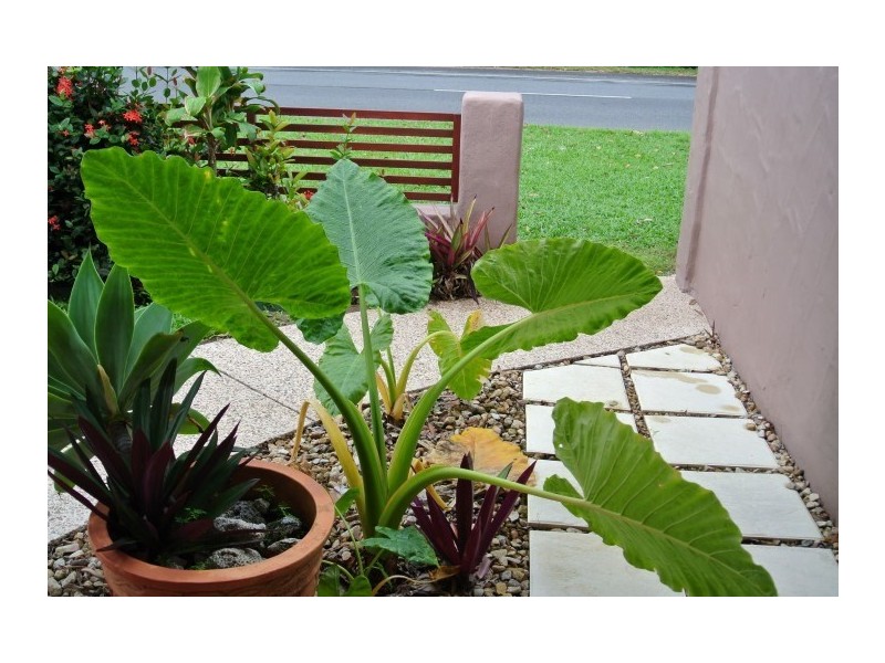 129 Reid Road, Wongaling Beach QLD 4852