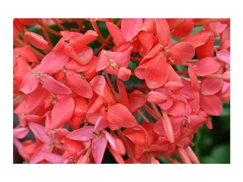 129 Reid Road, Wongaling Beach QLD 4852