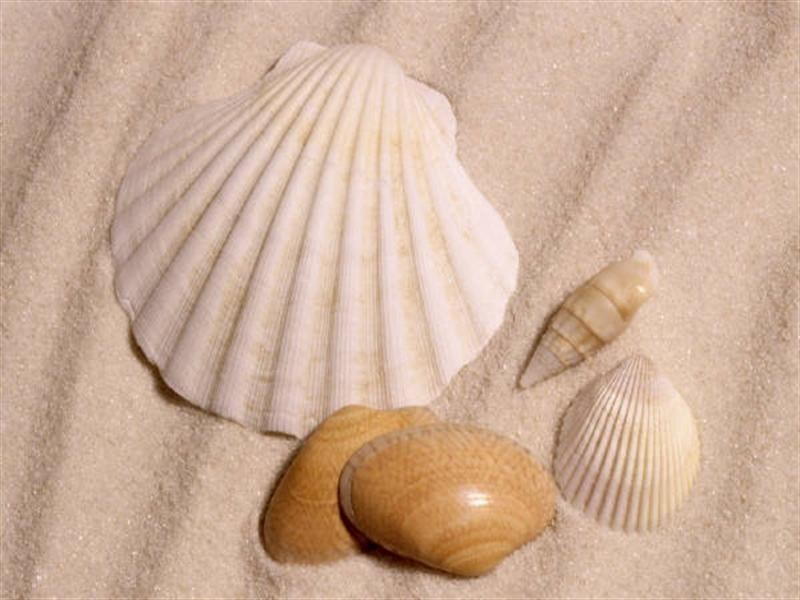 19 Holland Street, Wongaling Beach QLD 4852