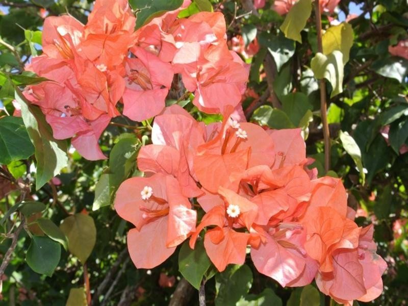 19 Holland Street, Wongaling Beach QLD 4852