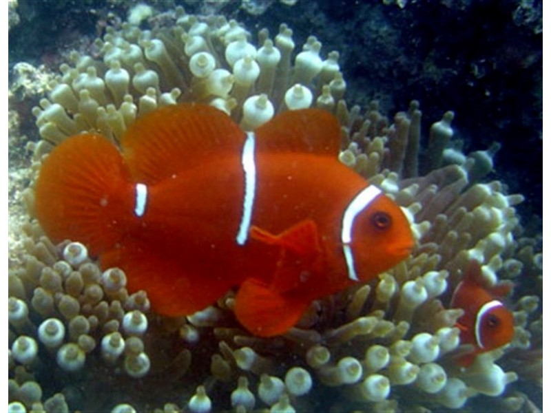 4/40 Wall Street, South Mission QLD 4852