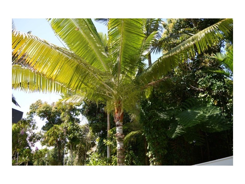 69 Cutten Street, Bingil Bay QLD 4852