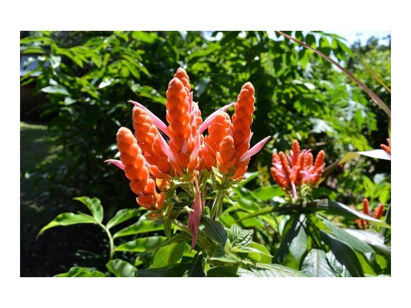 69 Cutten Street, Bingil Bay QLD 4852