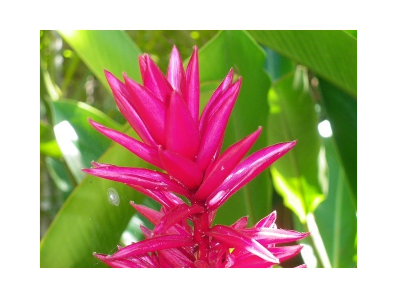 69 Cutten Street, Bingil Bay QLD 4852