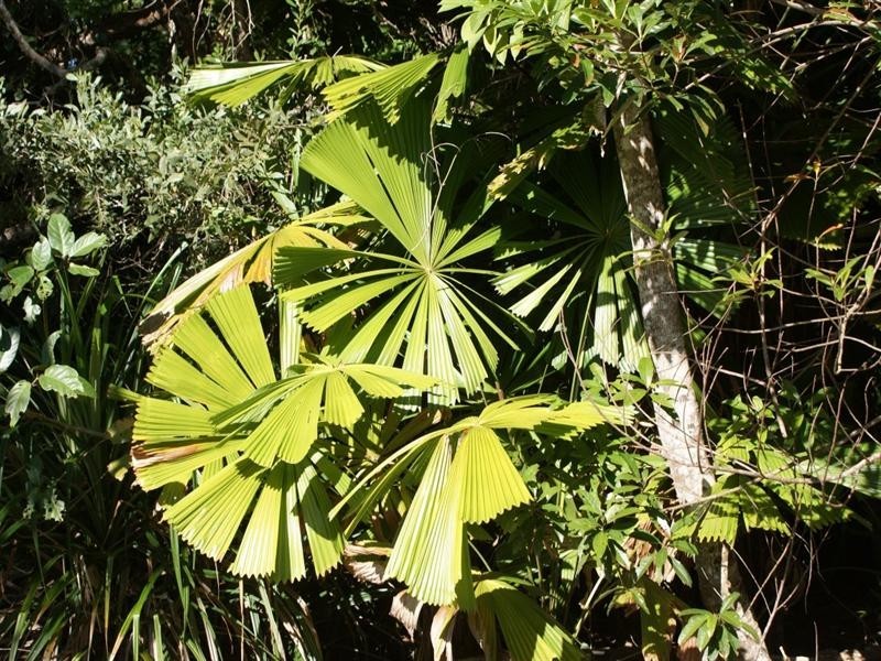 573 El Arish Mission Beach Road, Mission Beach QLD 4852