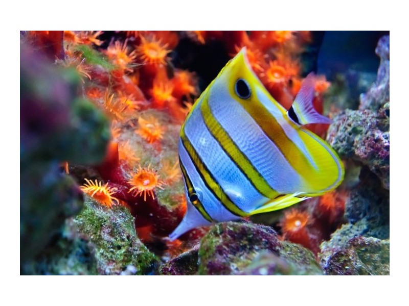 62 Reid Road, Wongaling Beach QLD 4852