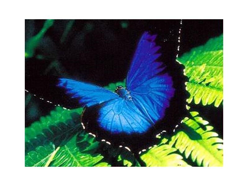 Lot 10 Plantation Drive, Bingil Bay QLD 4852