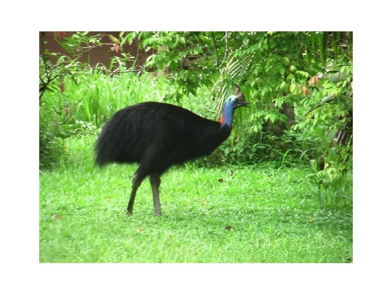 15A Webb Court, Mission Beach QLD 4852