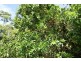 60 Merryburn Drive, Merryburn QLD 4854