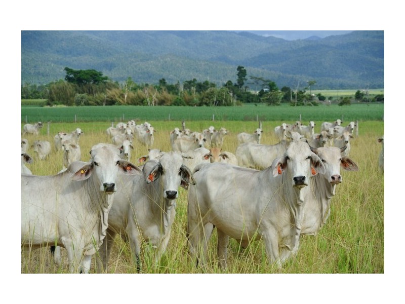 Lot 32 Tully Mission Beach Road, Mission Beach QLD 4852