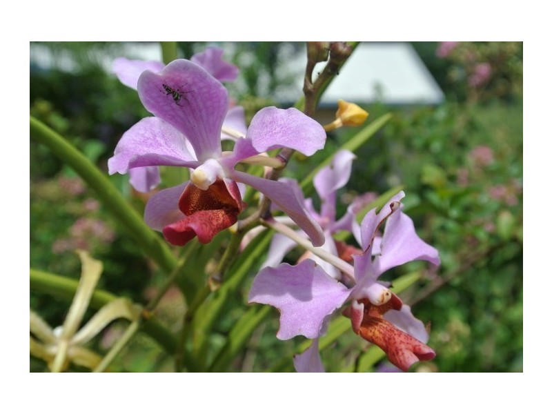 27 Kent Close, Mission Beach QLD 4852