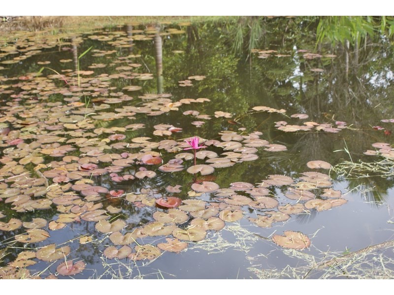 252 East Feluga Road, East Feluga QLD 4854