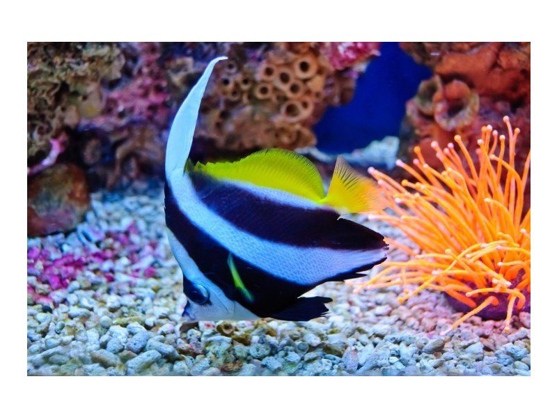 19 Buccaneer Street, South Mission QLD 4852