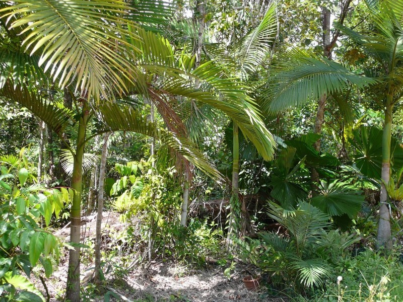 Mission Beach QLD 4852