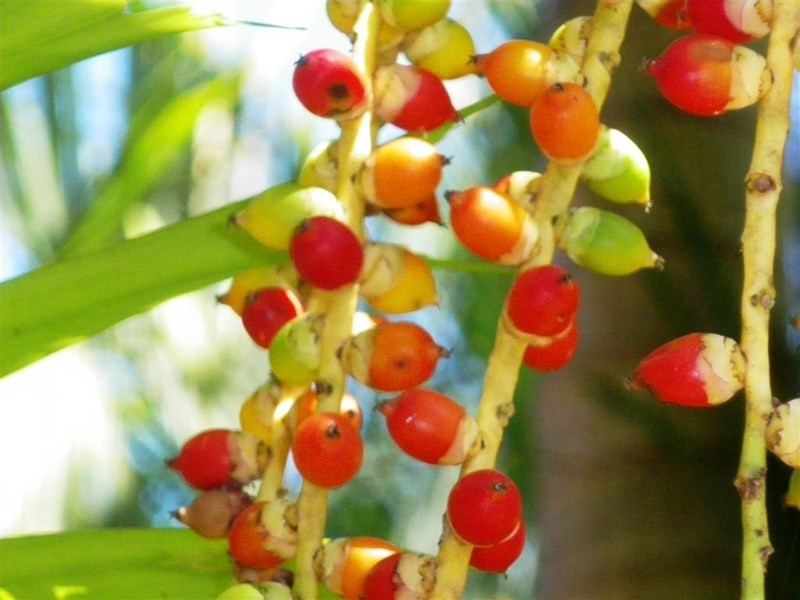 7 Penwerris Place, Mission Beach QLD 4852