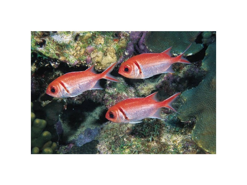 25 Casuarina Crescent, Mission Beach QLD 4852