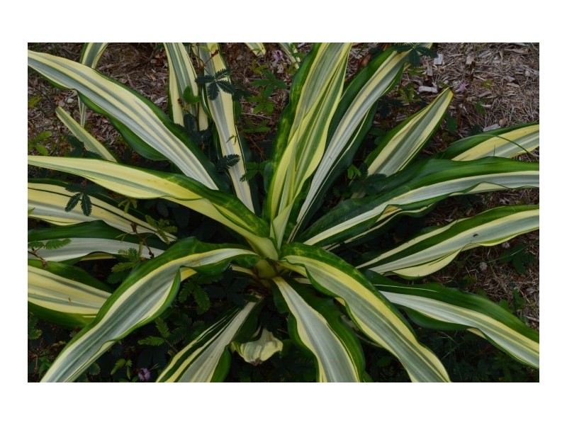 25 Casuarina Crescent, Mission Beach QLD 4852