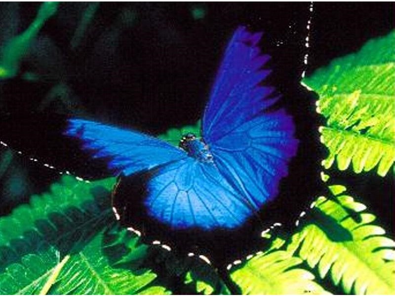 31 Cutten Street, Bingil Bay QLD 4852