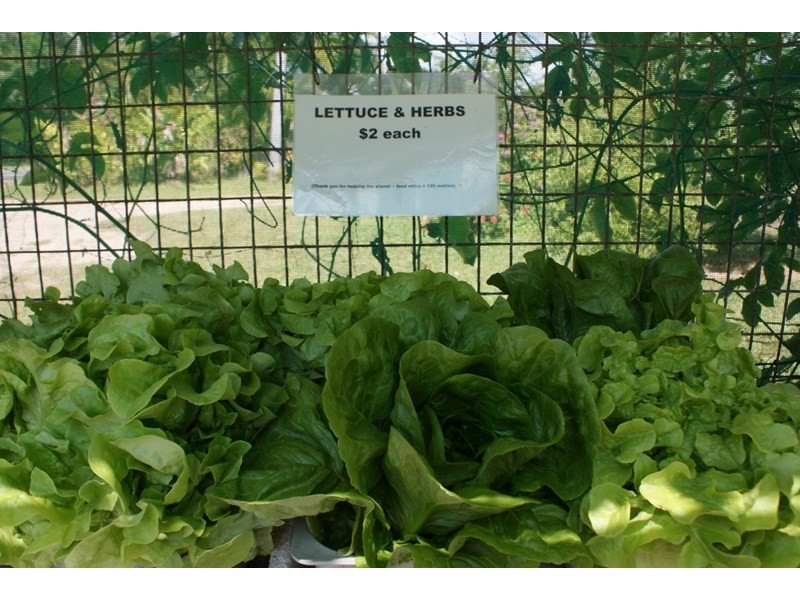 662 El Arish Mission Beach Road, Maria Creeks QLD 4855