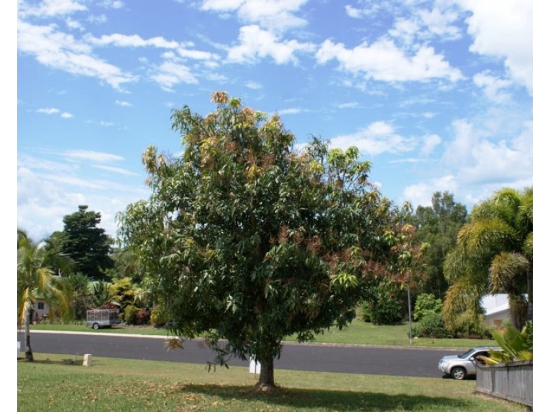 7 Dunkalli Crescent, Wongaling Beach QLD 4852