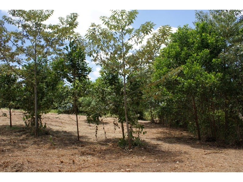 Lot 21 Bilic Road, El Arish QLD 4855