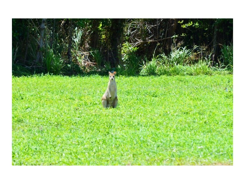 Lot 1 Butler Road, Bingil Bay QLD 4852