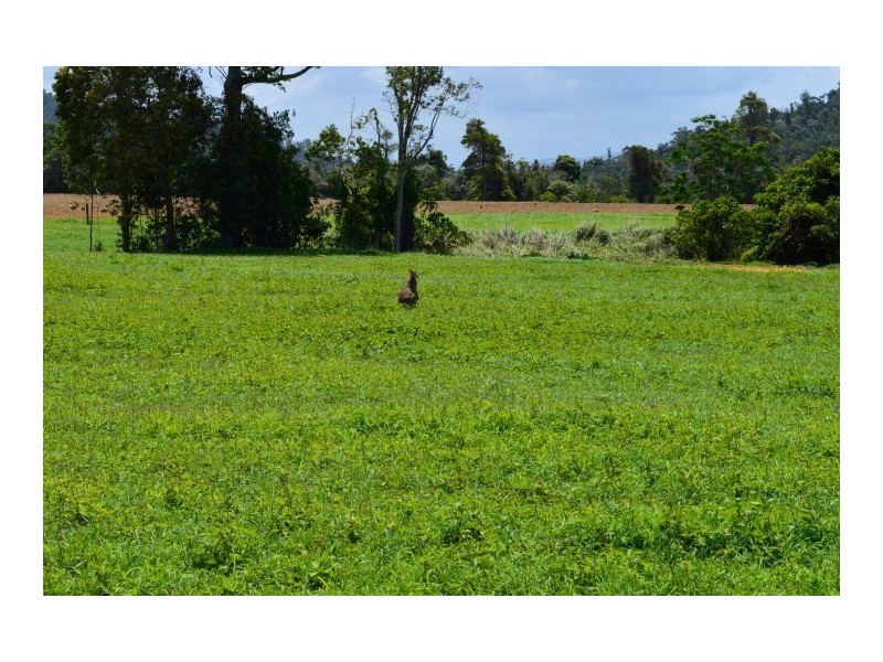 Lot 1 Butler Road, Bingil Bay QLD 4852