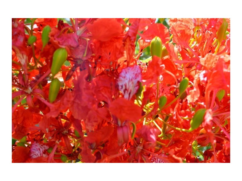 121 Reid Road, Wongaling Beach QLD 4852